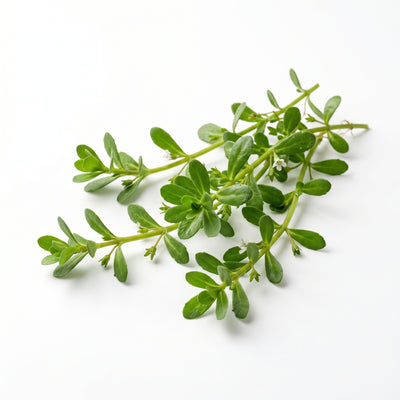 Bacopa Monnieri